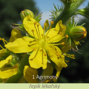 Bachova květová terapie – řepík lékařský 1 – Agrimony