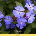 Bachova květová terapie – rožec, 5 – Cerato
