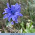 Bachova květová terapie – čekanka obecná, 18 – Chicory