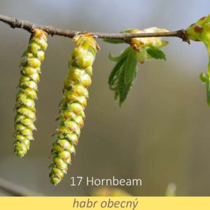 Bachova květová terapie – habr obecný, 17 – Hornbeam