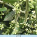 Bachova kvÄ›tovÃ¡ terapie â€“ oliva, 23 â€“ Olive