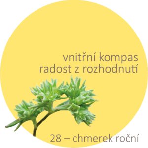 Bachovy kapky – 28 – chmerek roční, Scleranthus