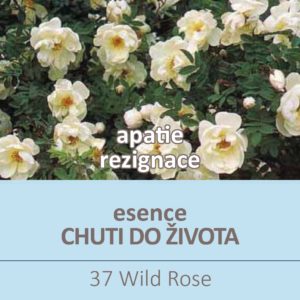 Bachova květová esence 37 – Wild Rose