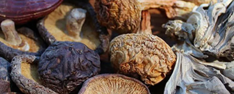 Vitální houby – podpora pro tělo i mysl MycoMedica u Energie rostlin